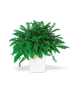  �i�ek sipari�i Ankara Sincan anneler g�n� �i�ek yolla  Decorative Fern ask merdiveni