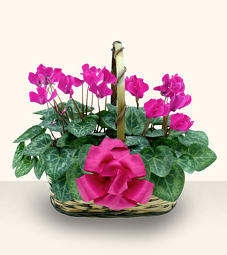  Ankara Sincan hediye sevgilime hediye �i�ek  Double Cyclamen sepette