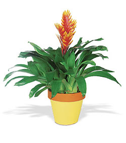  Ankara Sincan �i�ek servisi , �i�ek�i adresleri  Exotic Bromeliad ithal saksi