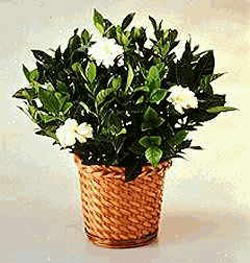  Ankara Sincan �i�ek ma�azas� , �i�ek�i adresleri  Gardenia Plant ithal saksi