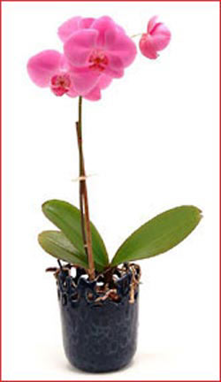  Ankara Sincan �i�ek yolla , �i�ek g�nder , �i�ek�i   Phalaenopsis Orchid Plant