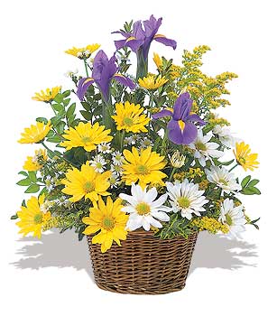 sari ve beyaz krizantemler   Ankara Sincan �i�ek yolla , �i�ek g�nder , �i�ek�i  