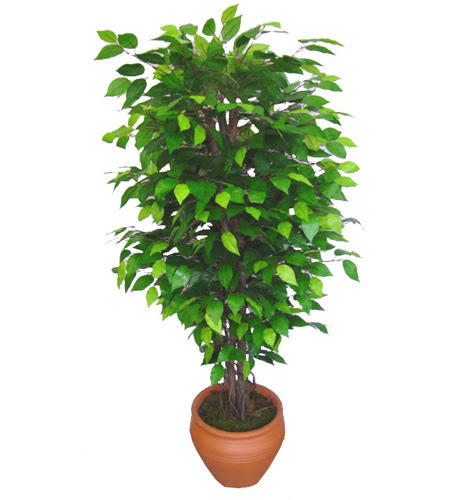 Ficus Benjamin 1,50 cm   Ankara Sincan kaliteli taze ve ucuz �i�ekler 