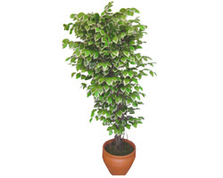 Ficus zel Starlight 1,75 cm   Ankara Sincan hediye sevgilime hediye iek 