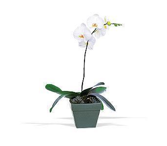 orkide saksi iegi  Ankara Sincan iek online iek siparii 