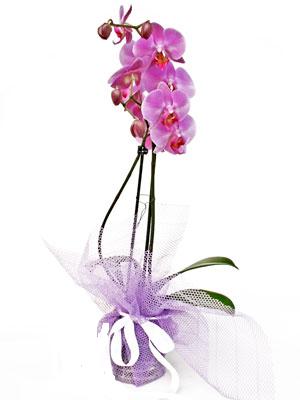  Ankara Sincan kaliteli taze ve ucuz iekler  Kaliteli ithal saksida orkide