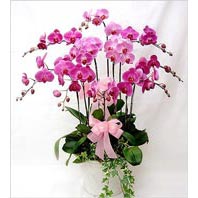  Ankara Sincan iek online iek siparii  3 adet saksi orkide  - ithal cins -