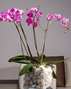  Ankara Sincan online iek gnderme sipari  2 dal orkide cam yada mika vazo ierisinde