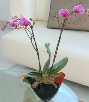  Ankara Sincan iek siparii vermek  tek dal ikili orkide saksi iegi