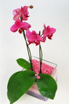  Ankara Sincan iek siparii vermek  tek dal cam yada mika vazo ierisinde orkide