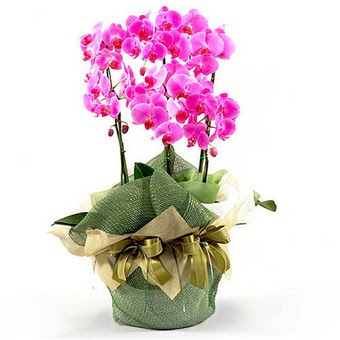  Online Ankara Sincan iek sat  2 dal orkide , 2 kkl orkide - saksi iegidir
