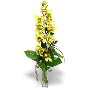  Ankara Sincan ucuz iek gnder  1 dal orkide iegi - cam vazo ierisinde -