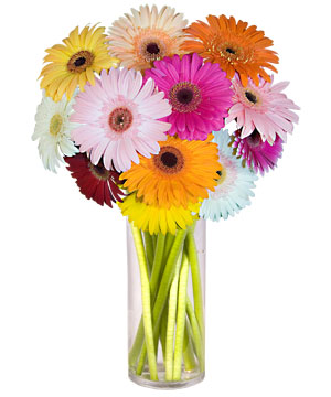  Ankara Sincan uluslararas� �i�ek g�nderme  Farkli renklerde 15 adet gerbera �i�egi