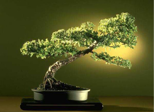 ithal bonsai saksi �i�egi  Ankara Sincan �i�ek sipari�i vermek 