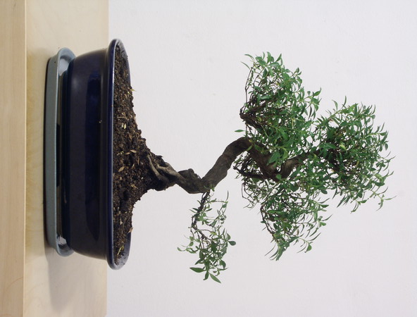ithal bonsai saksi �i�egi  Ankara Sincan 14 �ubat sevgililer g�n� �i�ek 