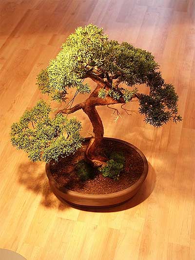 ithal bonsai saksi �i�egi  Ankara Sincan �i�ek yolla , �i�ek g�nder , �i�ek�i  