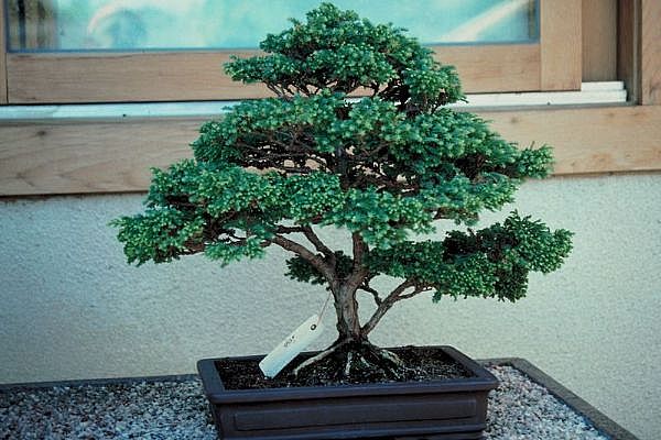 ithal bonsai saksi �i�egi  Ankara Sincan �i�ek ma�azas� , �i�ek�i adresleri 