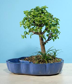 ithal bonsai saksi �i�egi  Ankara Sincan cicekciler , cicek siparisi 