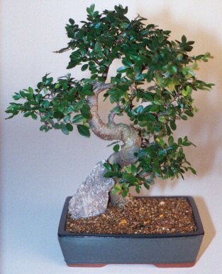  Ankara Sincan �i�ek , �i�ek�i , �i�ek�ilik  ithal bonsai saksi �i�egi  Ankara Sincan online �i�ek g�nderme sipari� 