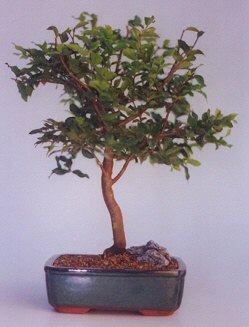  Online Ankara Sincan �i�ek�iler  ithal bonsai saksi �i�egi  Ankara Sincan kaliteli taze ve ucuz �i�ekler 