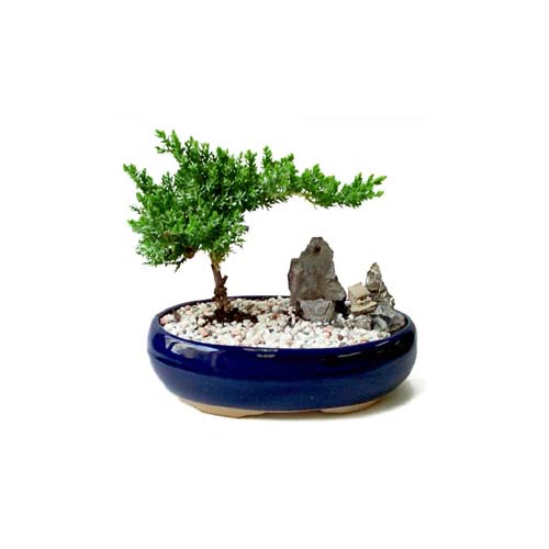 ithal bonsai saksi �i�egi  Ankara Sincan hediye �i�ek yolla 