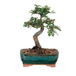  Ankara Sincan internetten �i�ek sipari�i  ithal bonsai saksi �i�egi  Ankara Sincan �i�ek , �i�ek�i , �i�ek�ilik 