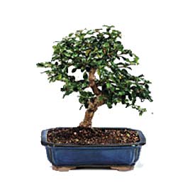  Ankara Sincan �i�ek servisi , �i�ek�i adresleri  ithal bonsai saksi �i�egi  Ankara Sincan �i�ek ma�azas� , �i�ek�i adresleri 