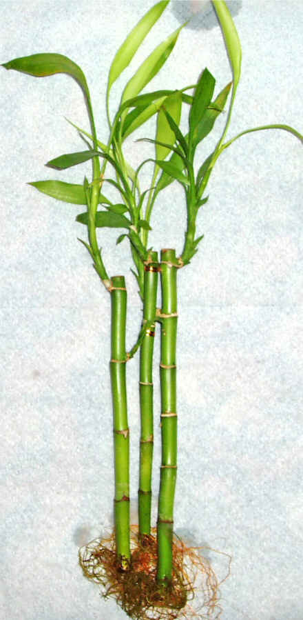 Lucky Bamboo 3 adet vazo hediye edilir   Ankara Sincan hediye sevgilime hediye �i�ek 