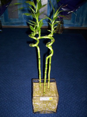 Lucky Bamboo 3 adet saksi �i�egi  Ankara Sincan �i�ek online �i�ek sipari�i 