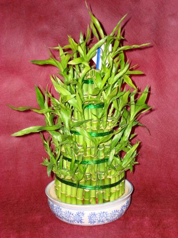 Lucky Bamboo sans melegi �i�egi  Ankara Sincan online �i�ek g�nderme sipari� 