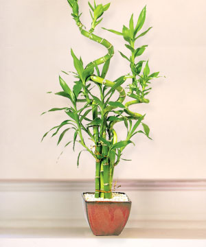 Lucky Bamboo sans melegi �i�egi  �i�ek sipari�i Ankara Sincan anneler g�n� �i�ek yolla 