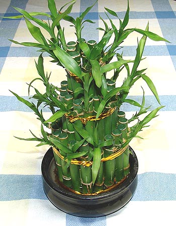 Lucky Bamboo sans melegi �i�egi  Ankara Sincan cicekciler , cicek siparisi 