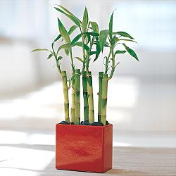 Lucky Bamboo sans melegi �i�egi  Sincan �i�ek sipari�i Ankara Sincan �i�ek yolla 