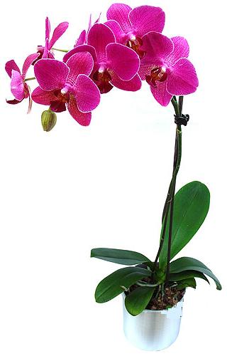  Ankara Sincan iek siparii vermek  saksi orkide iegi