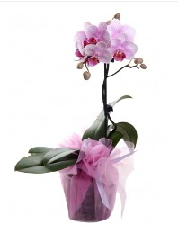 1 dal pembe orkide saks iei  Ankara Sincan nternetten iek siparii 