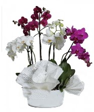 4 dal mor orkide 2 dal beyaz orkide  Ankara Sincan kaliteli taze ve ucuz iekler 