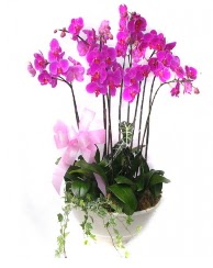 9 dal orkide saks iei  Ankara Sincan iek gnderme sitemiz gvenlidir 