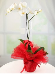 1 dal beyaz orkide saks iei  Sincan iek siparii Ankara Sincan iek yolla 
