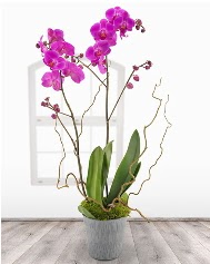 2 dall mor orkide saks iei  Online Ankara Sincan iekiler 