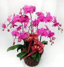 6 Dall mor orkide iei  Ankara Sincan kaliteli taze ve ucuz iekler 