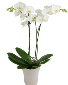 2 dall beyaz orkide  Ankara Sincan iek servisi , ieki adresleri 