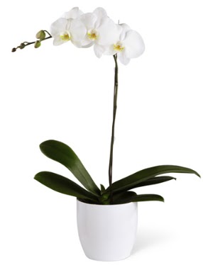 1 dall beyaz orkide  Ankara Sincan iek maazas , ieki adresleri 