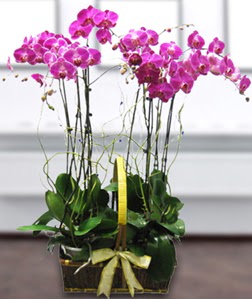 4 dall mor orkide  Ankara Sincan iek gnderme sitemiz gvenlidir 