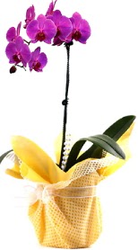  Ankara Sincan online iek gnderme sipari  Tek dal mor orkide saks iei