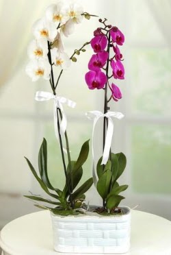 1 mor 1 dal beyaz thal orkide sepet ierisinde  Ankara Sincan iek yolla , iek gnder , ieki  