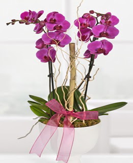 2 dall nmor orkide  Ankara Sincan kaliteli taze ve ucuz iekler 