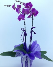 2 dall mor orkide  Ankara Sincan nternetten iek siparii 