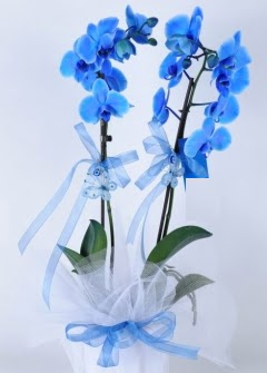 2 dall mavi orkide  cicek siparisi Ankara Sincan cicek , cicekci 