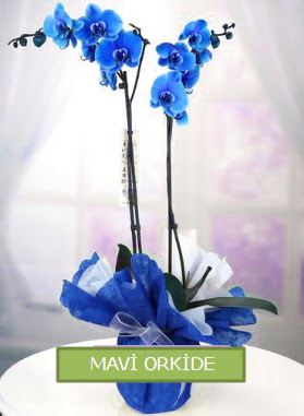 2 dall mavi orkide  Ankara Sincan cicekciler , cicek siparisi 