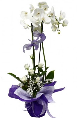 2 dall beyaz orkide 5 adet beyaz gl  Ankara Sincan iek siparii vermek 